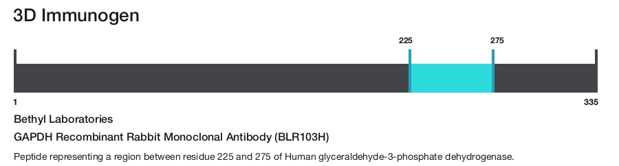 GAPDH Recombinant Rabbit Monoclonal Antibody (BLR103H)