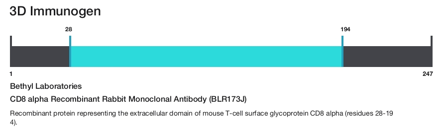 CD8 alpha Recombinant Rabbit Monoclonal Antibody (BLR173J)