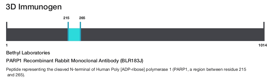 PARP1 Recombinant Rabbit Monoclonal Antibody (BLR183J)