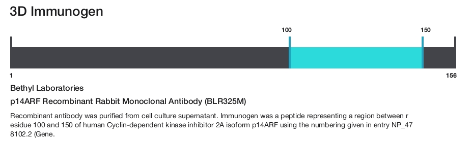 p14ARF Recombinant Rabbit Monoclonal Antibody (BLR325M)