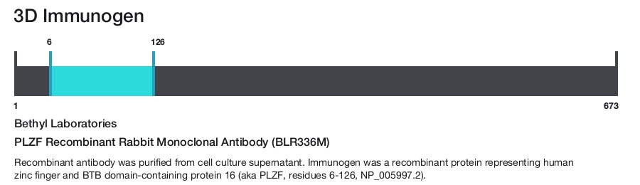PLZF Recombinant Rabbit Monoclonal Antibody (BLR336M)