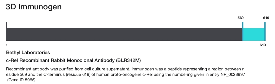 c-Rel Recombinant Rabbit Monoclonal Antibody (BLR342M)