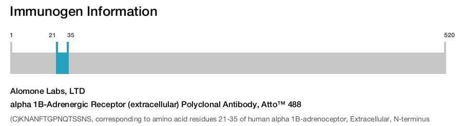 alpha 1B-Adrenergic Receptor (extracellular) Polyclonal Antibody, Atto™ 488