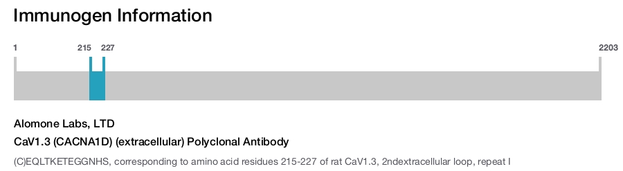 CaV1.3 (CACNA1D) (extracellular) Polyclonal Antibody
