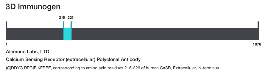 Calcium Sensing Receptor (extracellular) Polyclonal Antibody