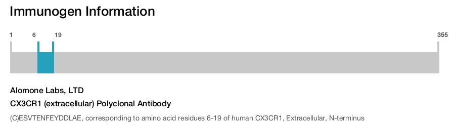 CX3CR1 (extracellular) Polyclonal Antibody