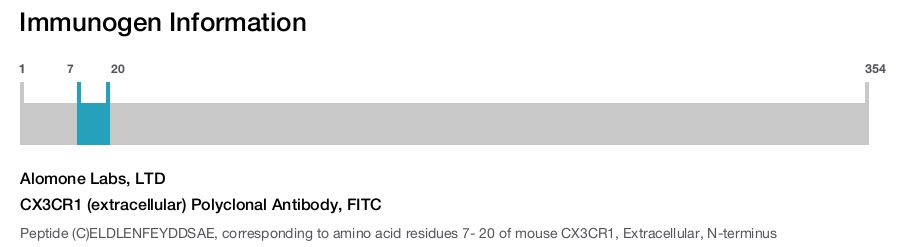 CX3CR1 (extracellular) Polyclonal Antibody, FITC
