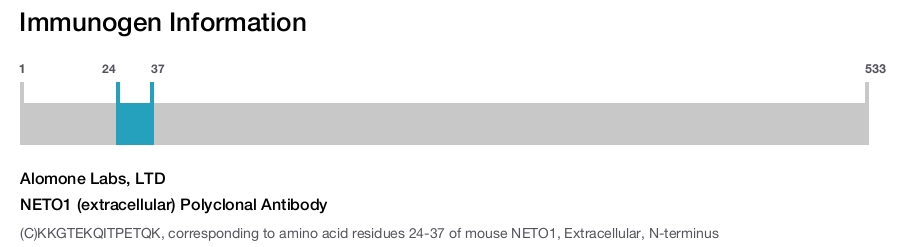NETO1 (extracellular) Polyclonal Antibody