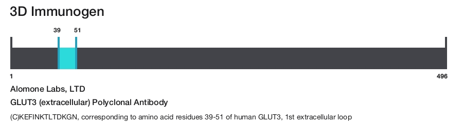 GLUT3 (extracellular) Polyclonal Antibody