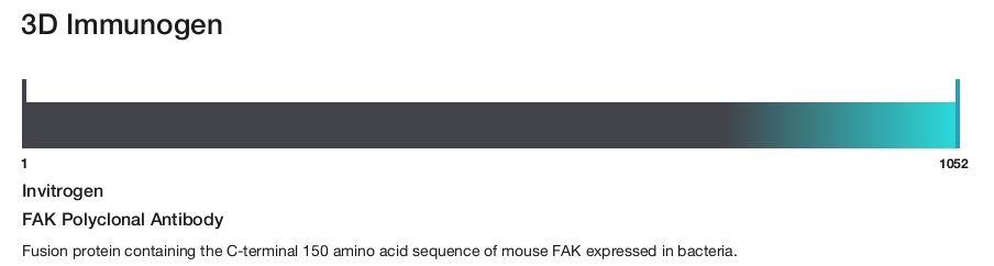 FAK Polyclonal Antibody