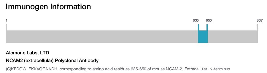 NCAM2 (extracellular) Polyclonal Antibody