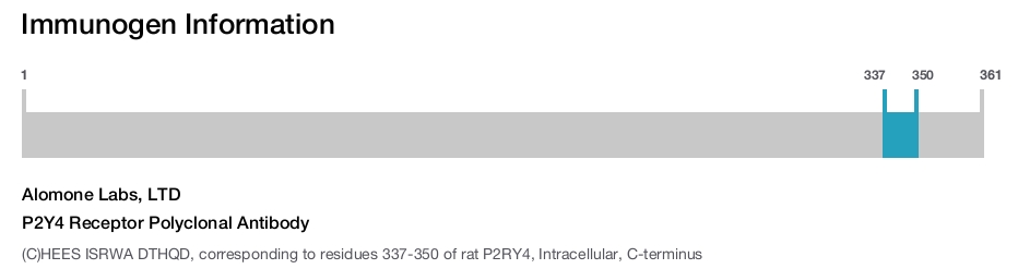 P2Y4 Receptor Polyclonal Antibody