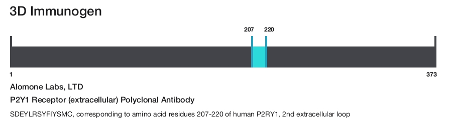 P2Y1 Receptor (extracellular) Polyclonal Antibody