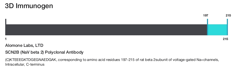 SCN2B (NaV beta 2) Polyclonal Antibody