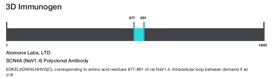 SCN4A (NaV1.4) Polyclonal Antibody