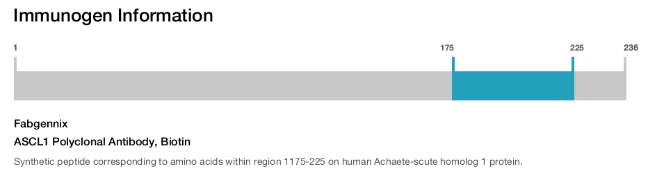 ASCL1 Polyclonal Antibody, Biotin