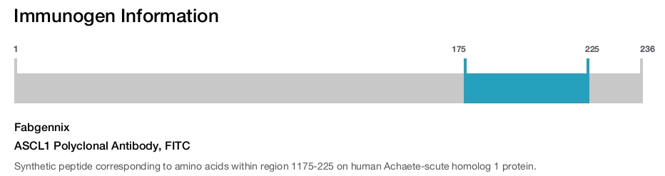 ASCL1 Polyclonal Antibody, FITC