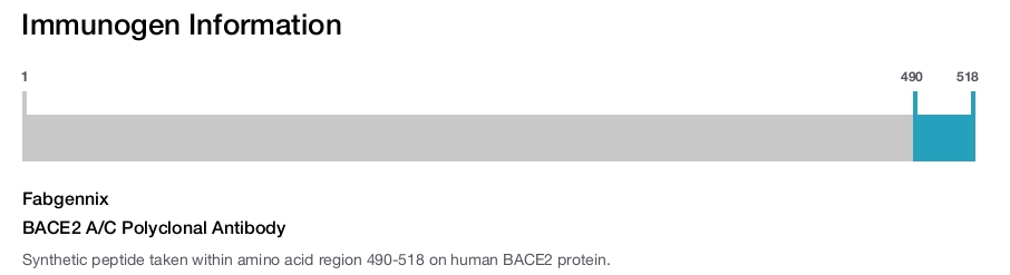 BACE2 A/C Polyclonal Antibody