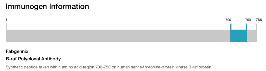 B-raf Polyclonal Antibody