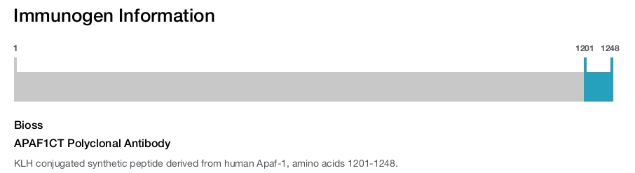 APAF1CT Polyclonal Antibody