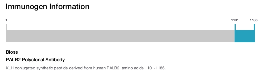 PALB2 Polyclonal Antibody