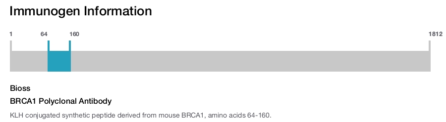 BRCA1 Polyclonal Antibody