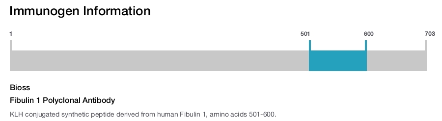 Fibulin 1 Polyclonal Antibody