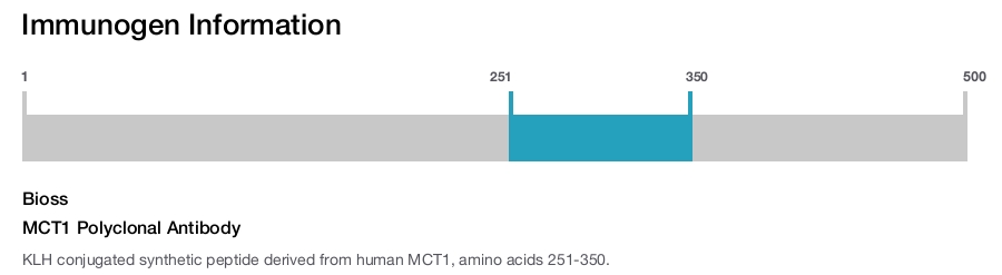MCT1 Polyclonal Antibody