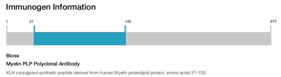 Myelin PLP Polyclonal Antibody