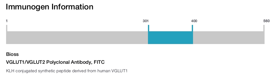 VGLUT1/VGLUT2 Polyclonal Antibody, FITC