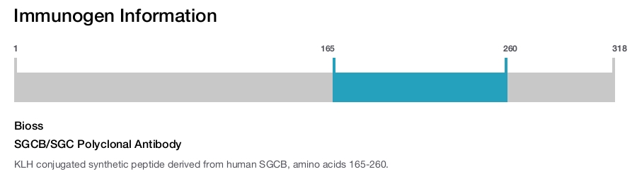 SGCB/SGC Polyclonal Antibody