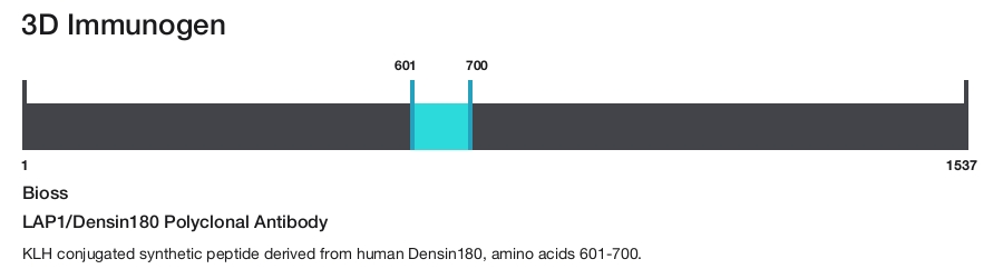 LAP1/Densin180 Polyclonal Antibody