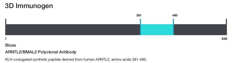 ARNTL2/BMAL2 Polyclonal Antibody