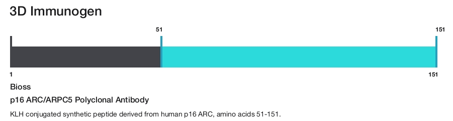 p16 ARC/ARPC5 Polyclonal Antibody
