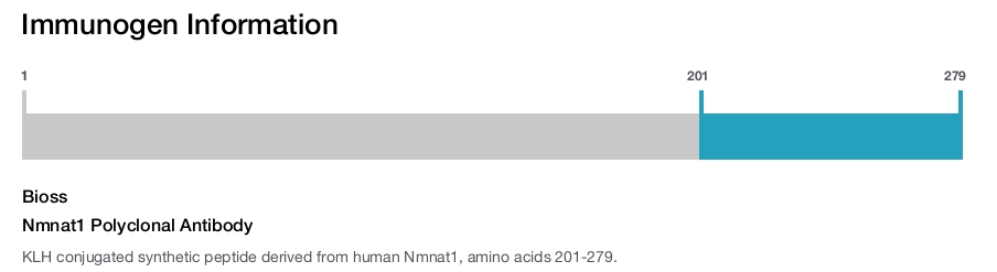 Nmnat1 Polyclonal Antibody