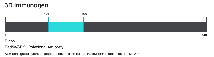 Rad53/SPK1 Polyclonal Antibody