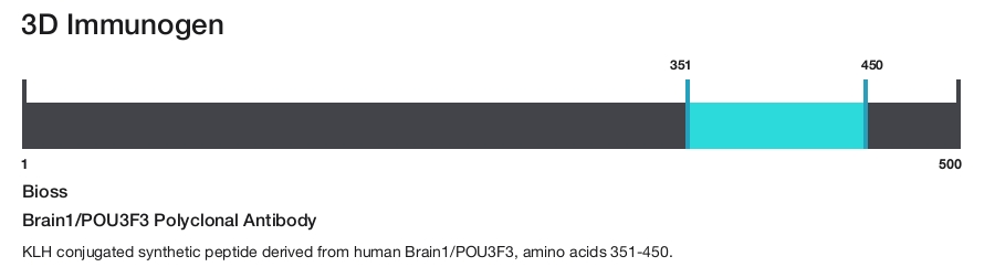 Brain1/POU3F3 Polyclonal Antibody