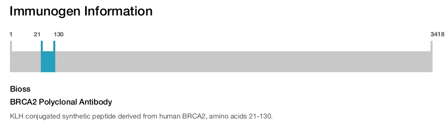 BRCA2 Polyclonal Antibody