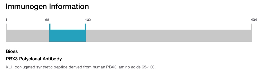 PBX3 Polyclonal Antibody