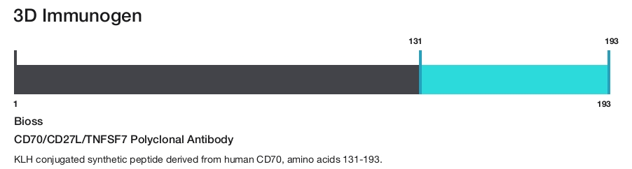 CD70/CD27L/TNFSF7 Polyclonal Antibody