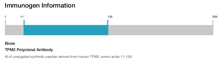 TPM2 Polyclonal Antibody