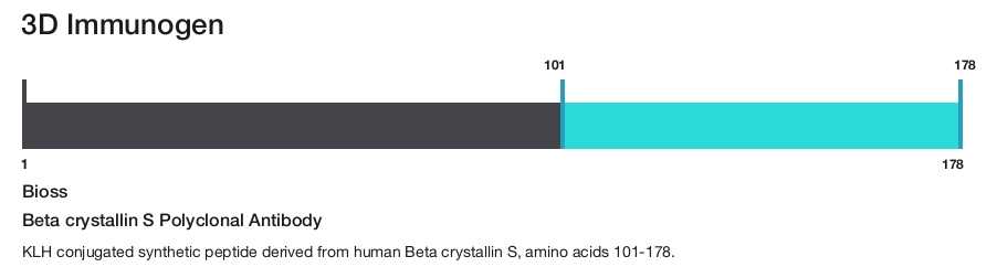 Beta crystallin S Polyclonal Antibody