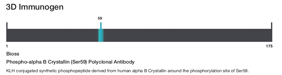 Phospho-alpha B Crystallin (Ser59) Polyclonal Antibody