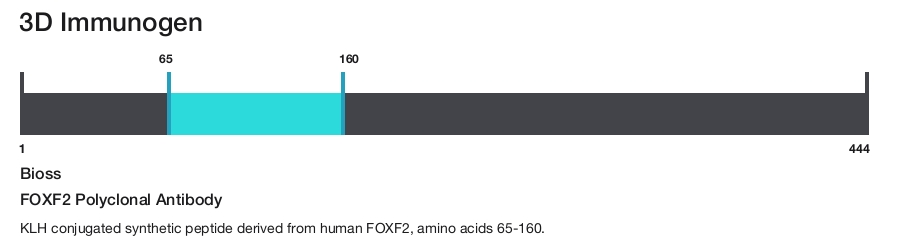 FOXF2 Polyclonal Antibody