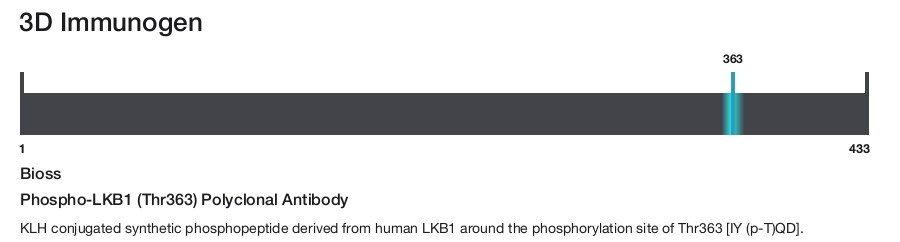 Phospho-LKB1 (Thr363) Polyclonal Antibody