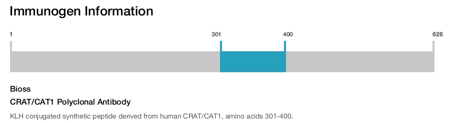 CRAT/CAT1 Polyclonal Antibody
