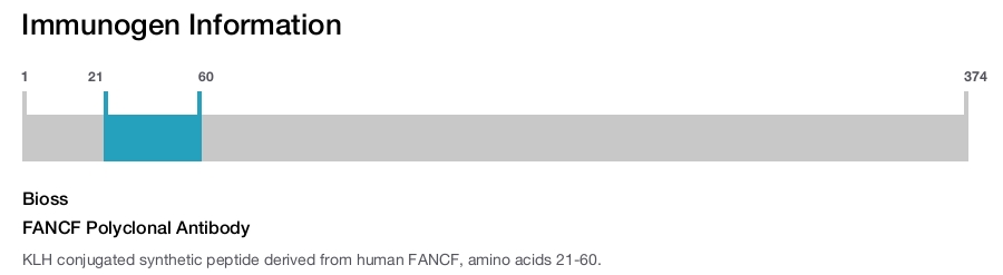FANCF Polyclonal Antibody