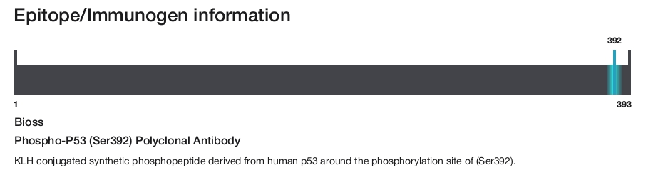 Phospho-P53 (Ser392) Polyclonal Antibody