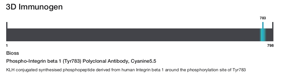 Phospho-Integrin beta 1 (Tyr783) Polyclonal Antibody, Cyanine5.5