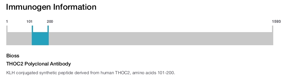 THOC2 Polyclonal Antibody